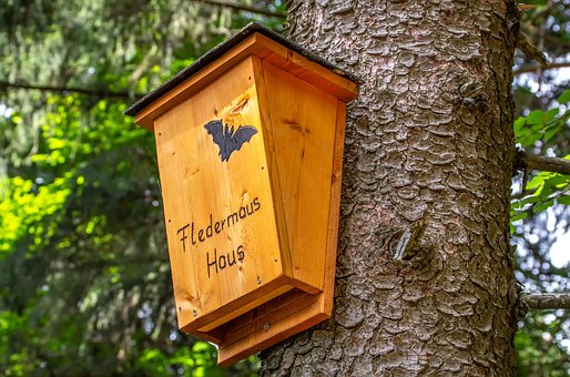 DYK – How to Build a Bat House